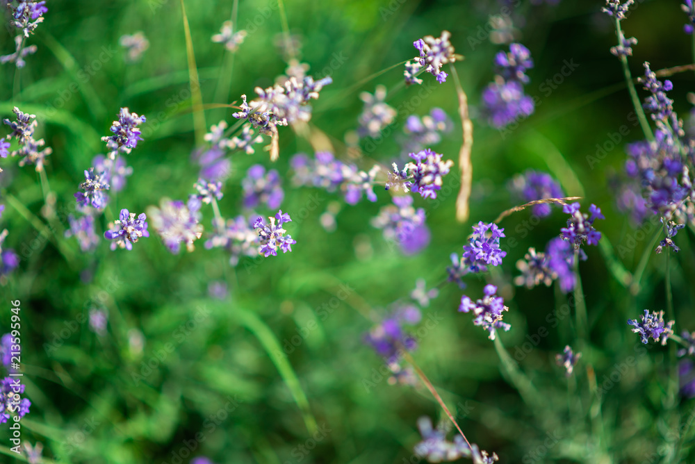 lilac flowers in the forest lilac flowers in the forest