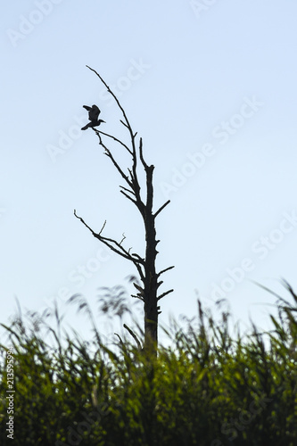 A bird sitting on a lonely tree.