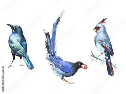 Watercolor bird illustration clipart 