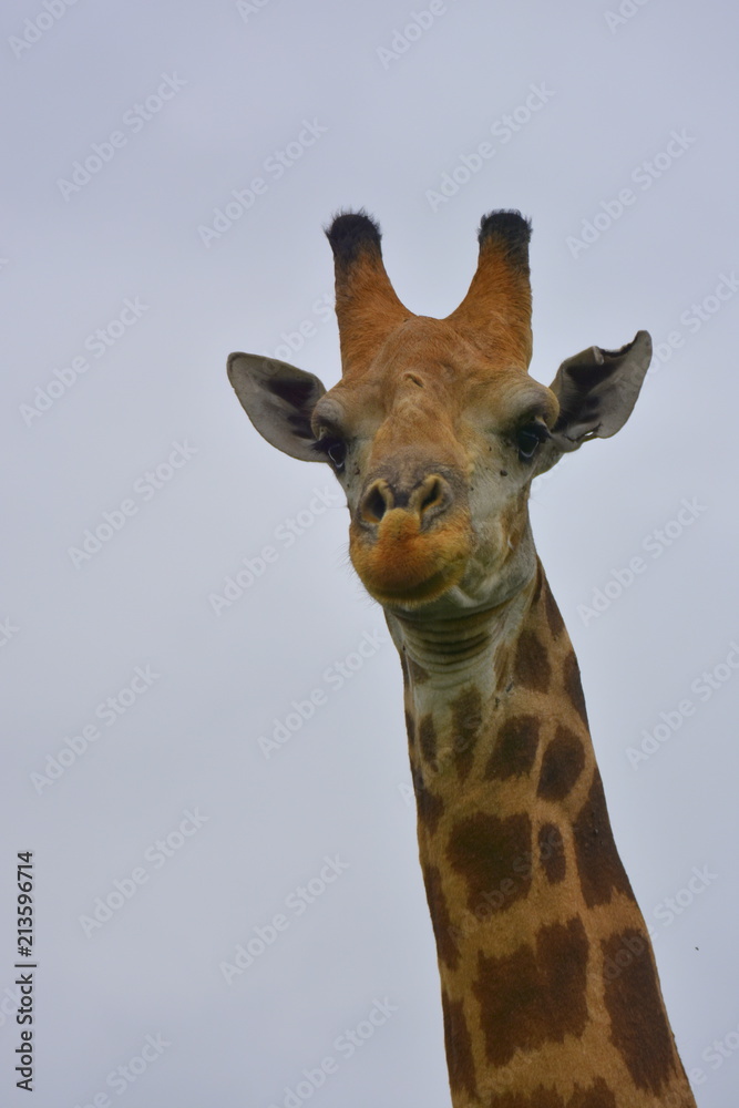 Obraz premium Giraffe