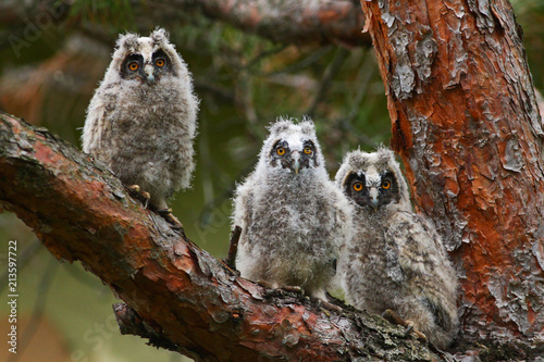 Three long ered owls Asio otus on the branch