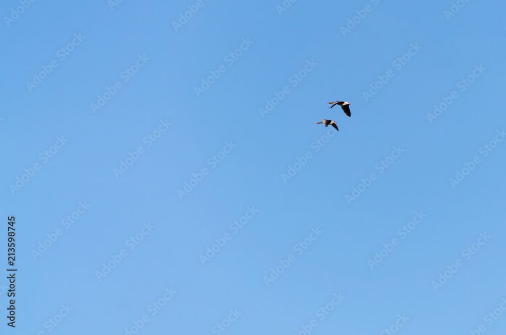 Flying ducks in the blue sky