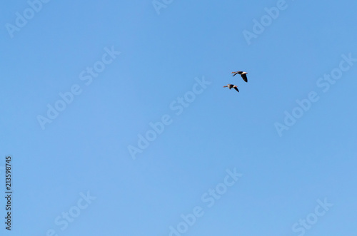 Flying ducks in the blue sky © Angela Rohde