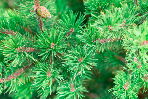 background of green pine branches