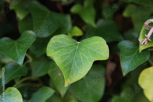 Wallpaper Mural Green Leaves Torontodigital.ca