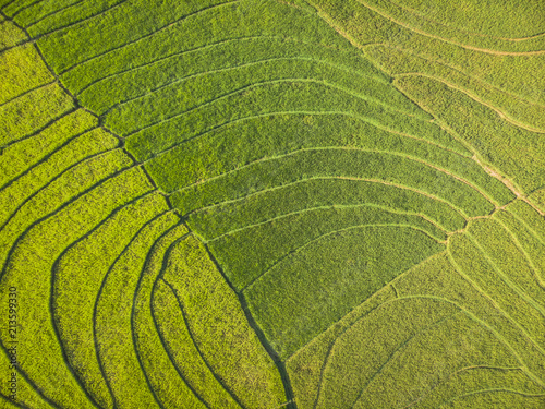 Green rice field aerial top view; Yogyakarta, Indonesia - 15 July 2018
