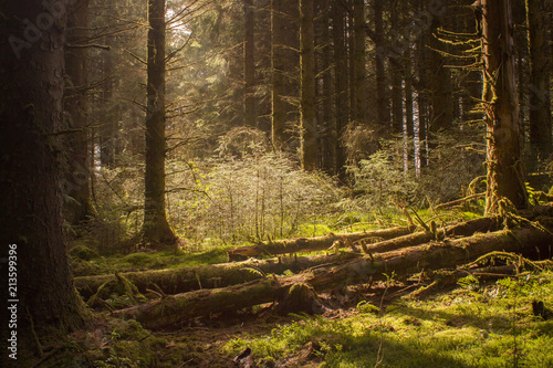 View of a hidden glade in a beautiful Scottish forest 