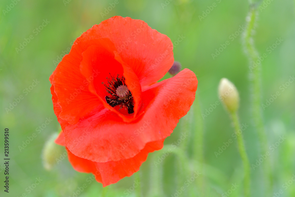 Beautiful red poppy growing in a field along with other flowers and plants