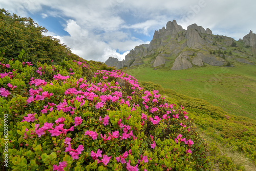 Wondeful summer landscape, spectacular colorful pink rhododendron mountain flowers on the hills in Ciucas mountains, Carpathians, Transylvania, Romania, Europe