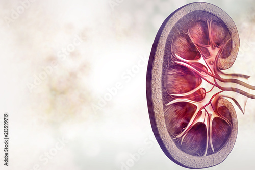 Human kidney cross section on scientific background