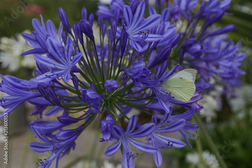 Agapanthus, Schmucklilie, Pieris Rapae, Kleiner Kohlweissling, Garten photo