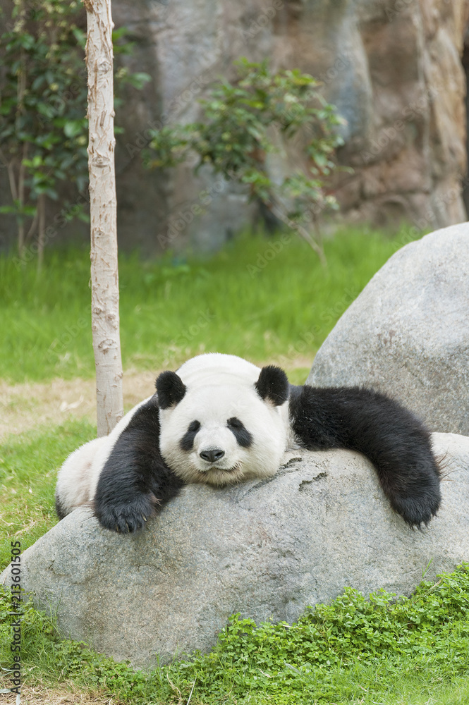 Fototapeta premium Giant panda bear sleeping