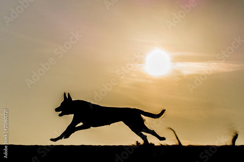 Running dog with sunset