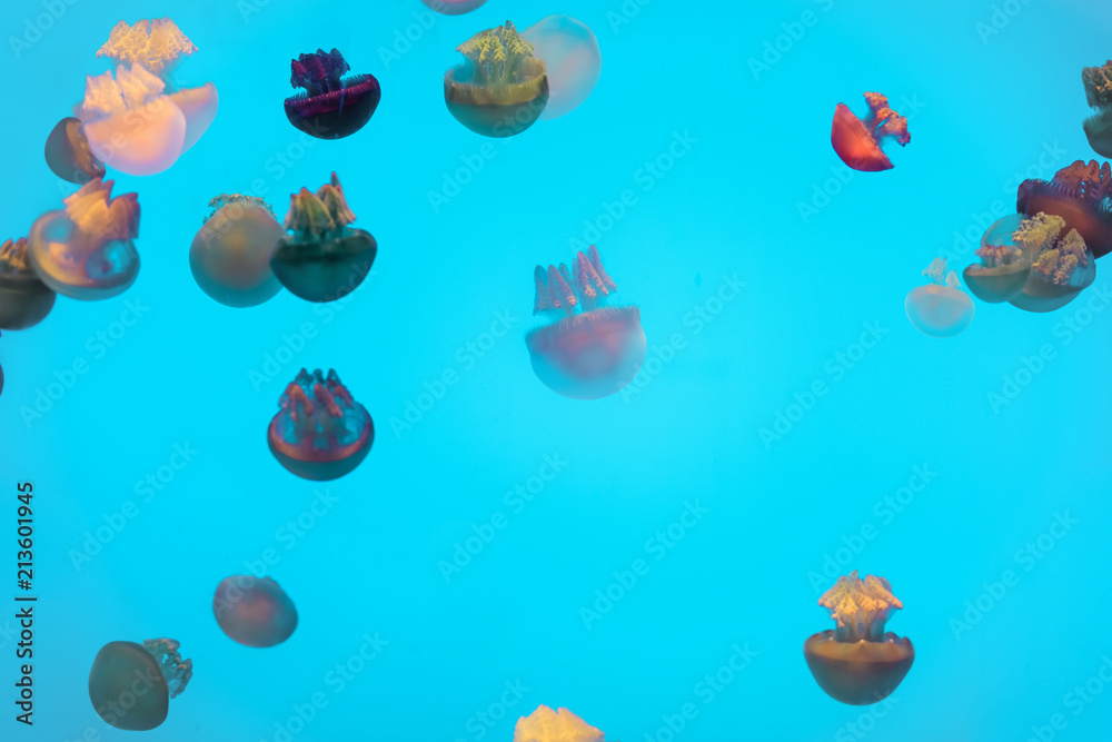 jellyfish in the aquarium jellyfish in the aquarium