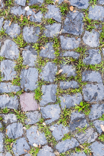 green moss grows on the edge of the pavement