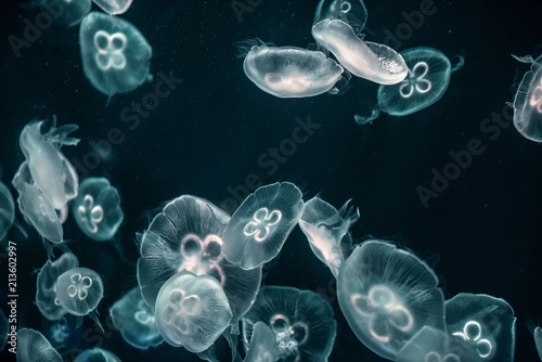 jellyfish in the aquarium © Bob