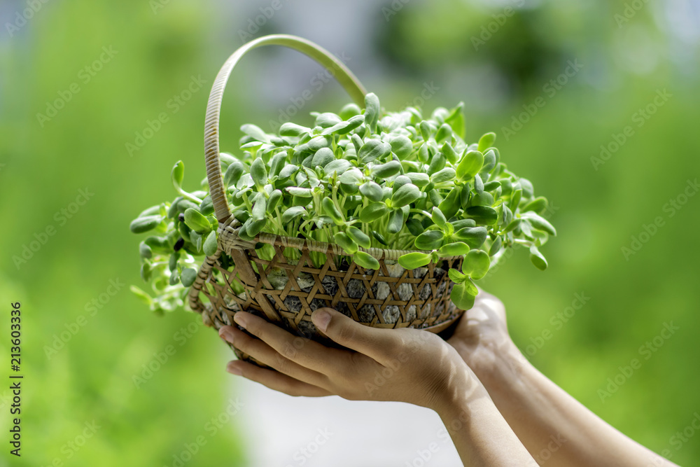 Sunflower sprouts in a rattan basket on hands.
