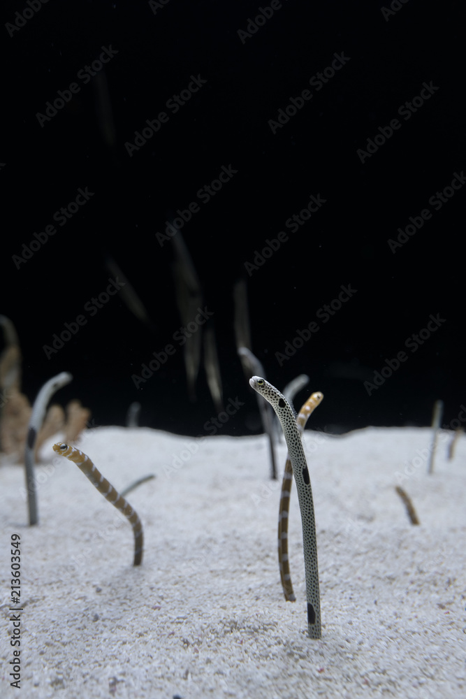 Fototapeta premium Spotted garden eel