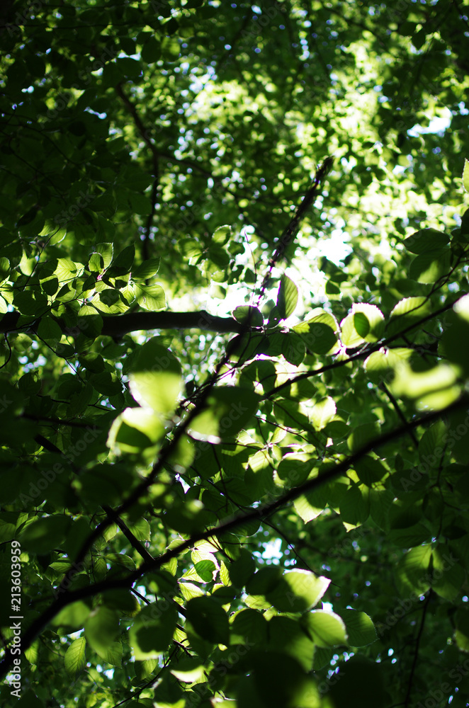 Den Wald vor lauter Bäumen nicht