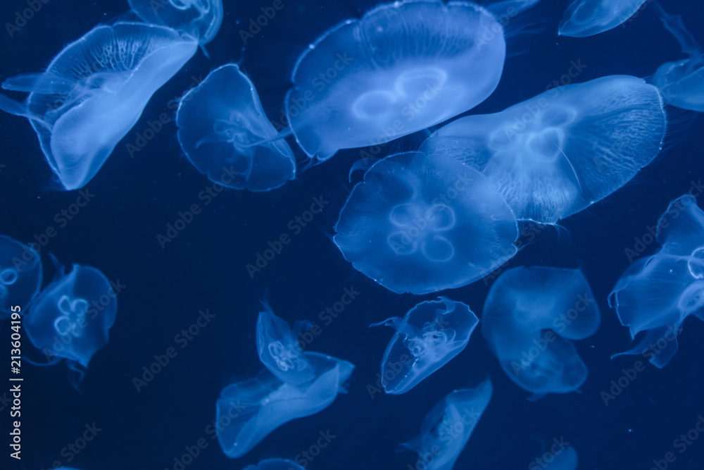 colorful jellyfish in the aquarium colorful jellyfish in the aquarium