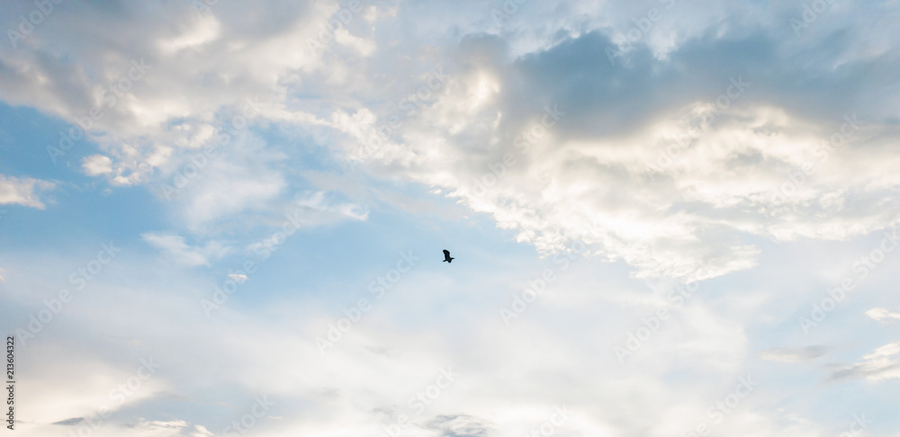 Motion bird flying on Clouds and blue sky background Motion bird flying on Clouds and blue sky background