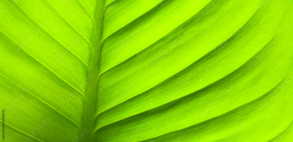 Green leaf pattern nature background Green leaf pattern nature background