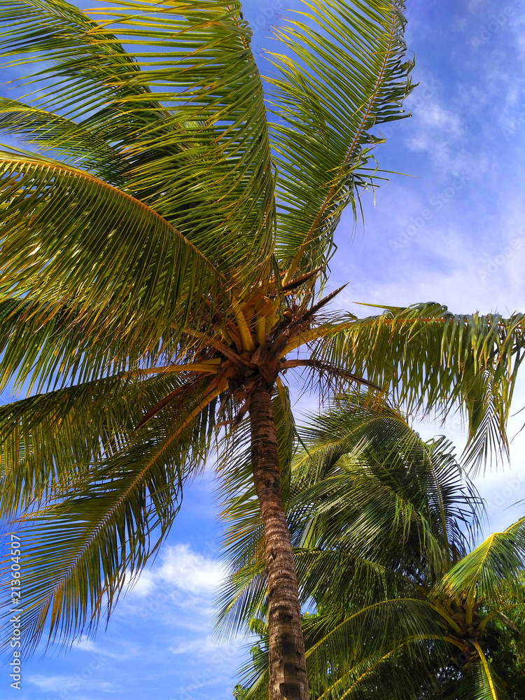 Fototapeta premium Palma