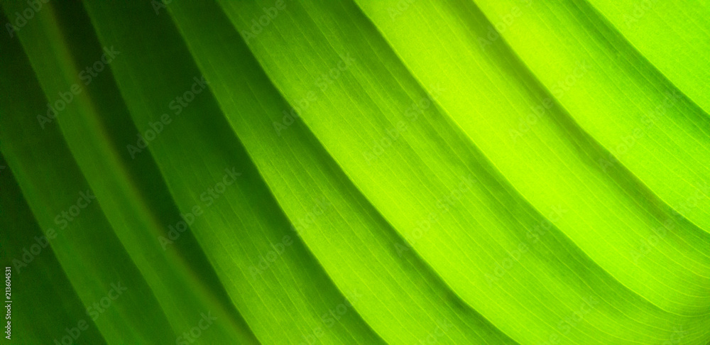 Green leaf pattern nature background Green leaf pattern nature background