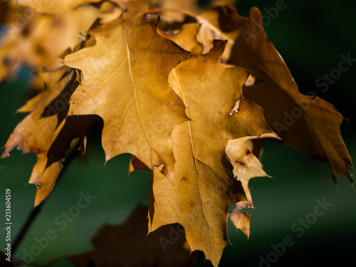 Yellow leaves on an oak. Autumn oak leaves.