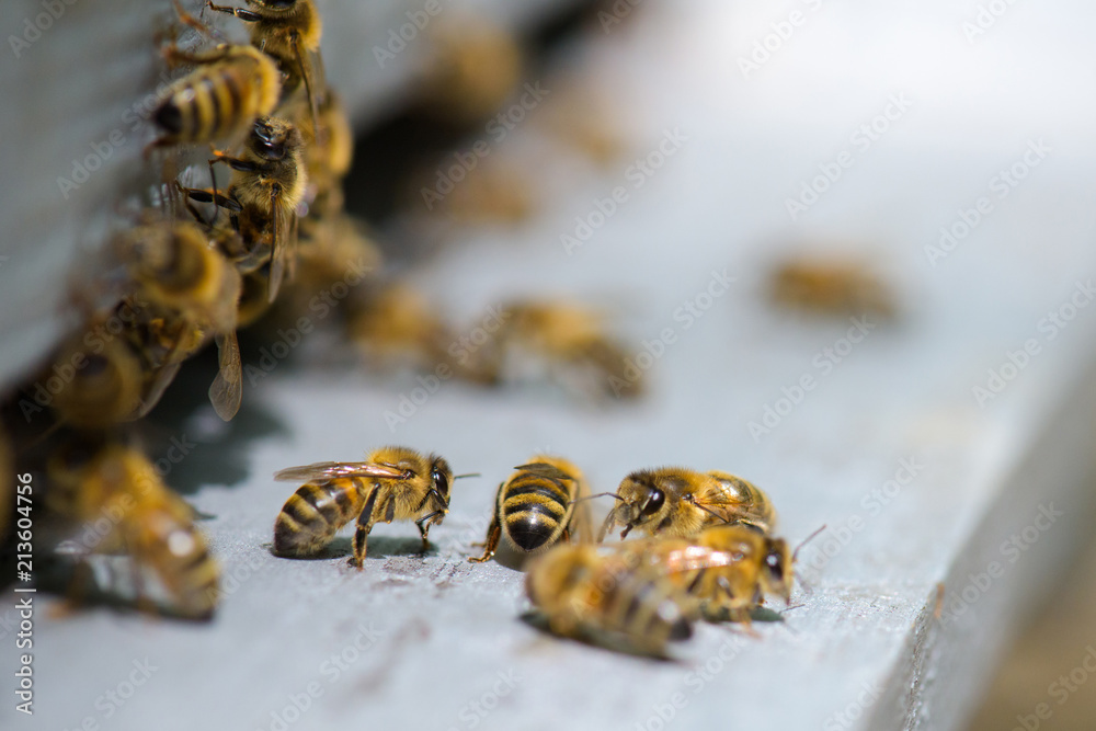 bees on the platform bees on the platform
