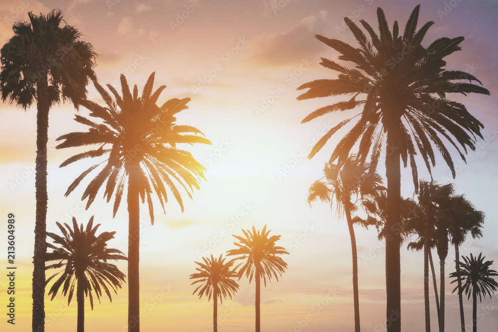 palm trees at sunset palm trees at sunset