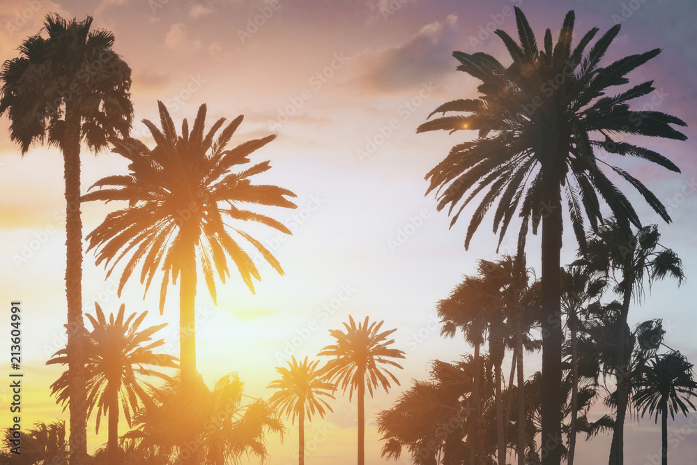 palm trees at sunset