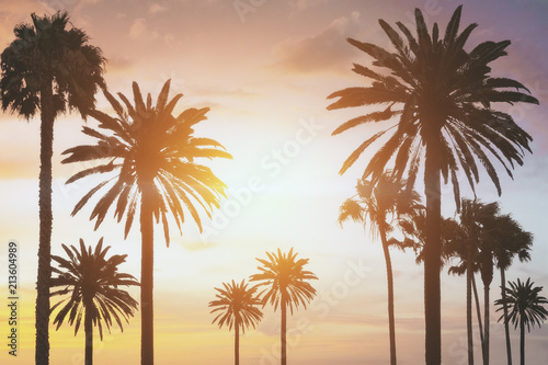 palm trees at sunset © Who is Danny