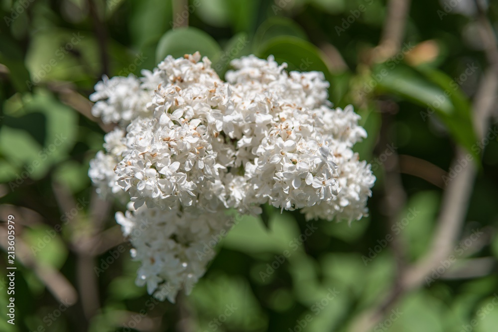white lilac flowers white lilac flowers
