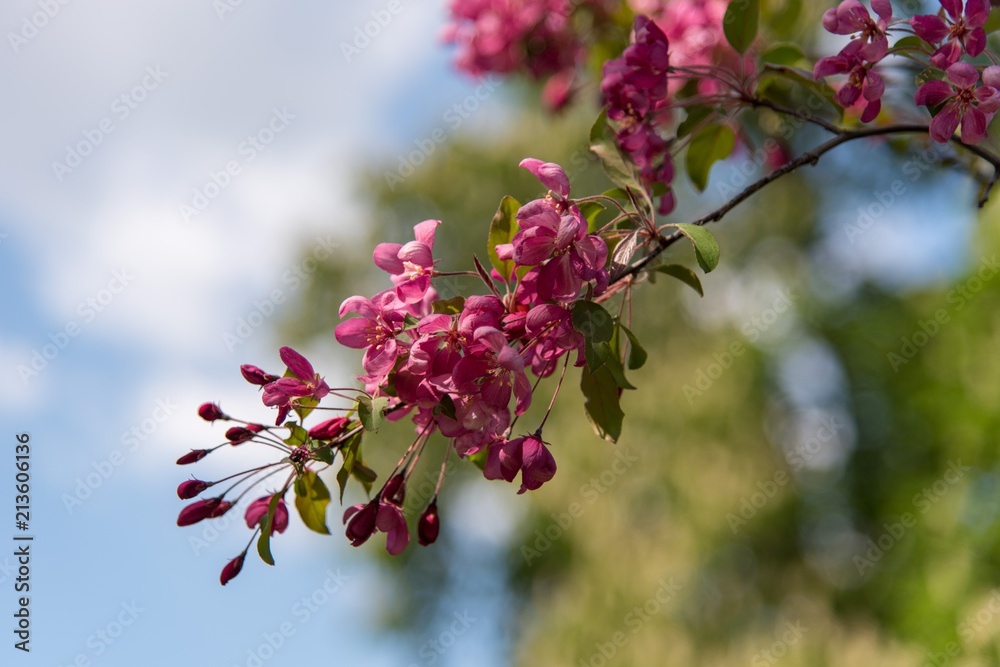 pink apple blossoms pink apple blossoms