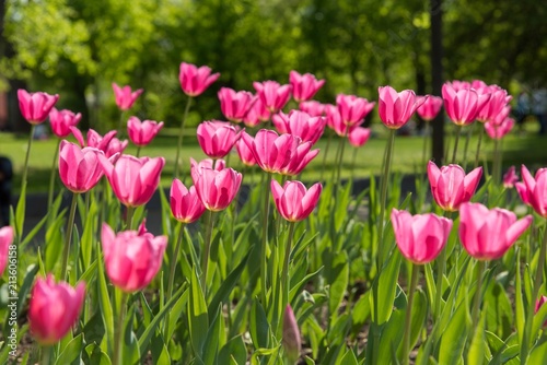  pink tulips