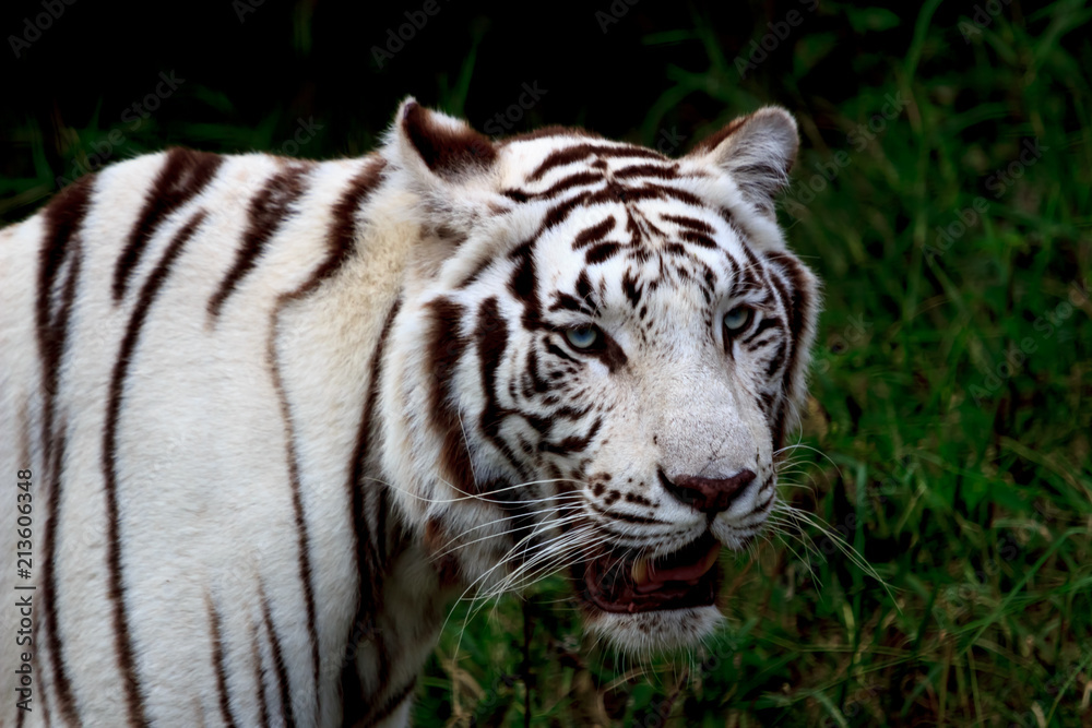 Obraz premium White tiger