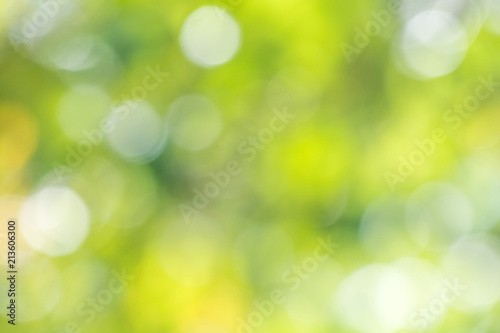 Green nature background abstract from green leaves