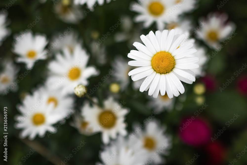 Obraz premium Camomile flower close-up on a blurred background of other chamomiles, soft focus with shallow depth of field