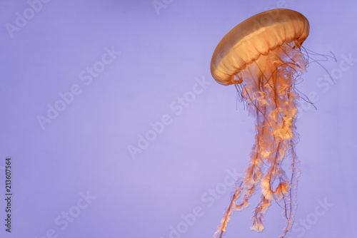 jellyfish in the aquarium