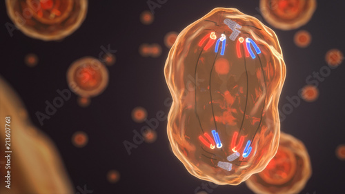 Anaphase photo