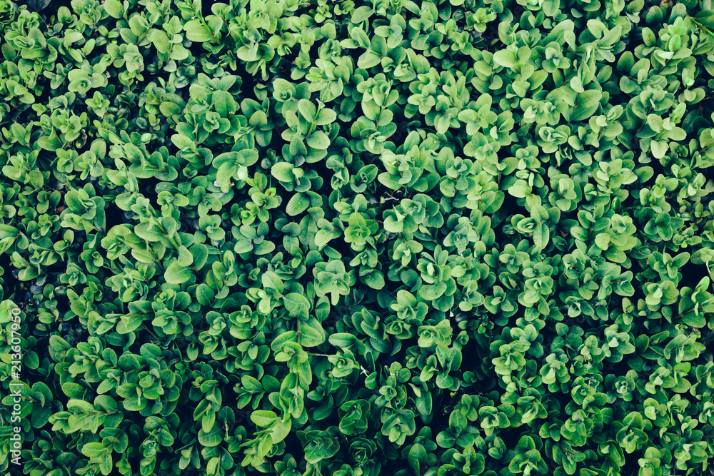 Green leaves of an ivy in a close-up.