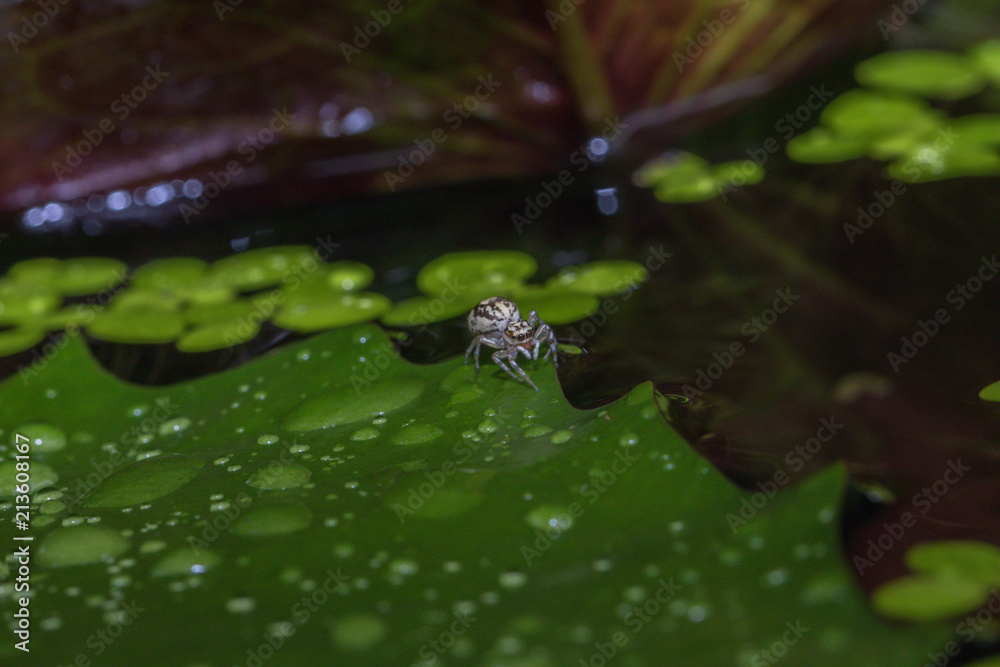 A jumping spider in nature background.macro spider,eyes focus. A jumping spider in nature background.macro spider,eyes focus.