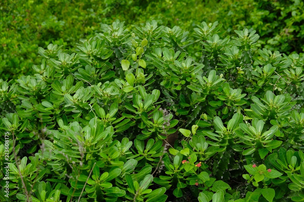 wilde cactus in the forest
