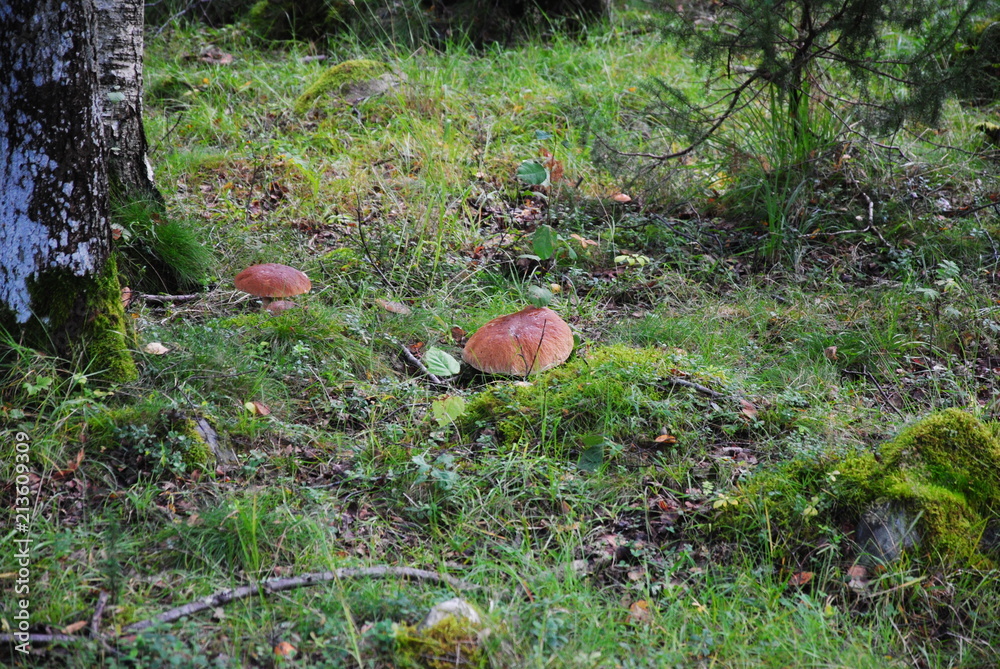 Landschaft