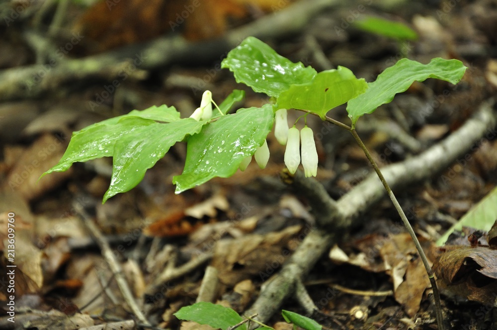 Fototapeta premium ミヤマナルコユリ