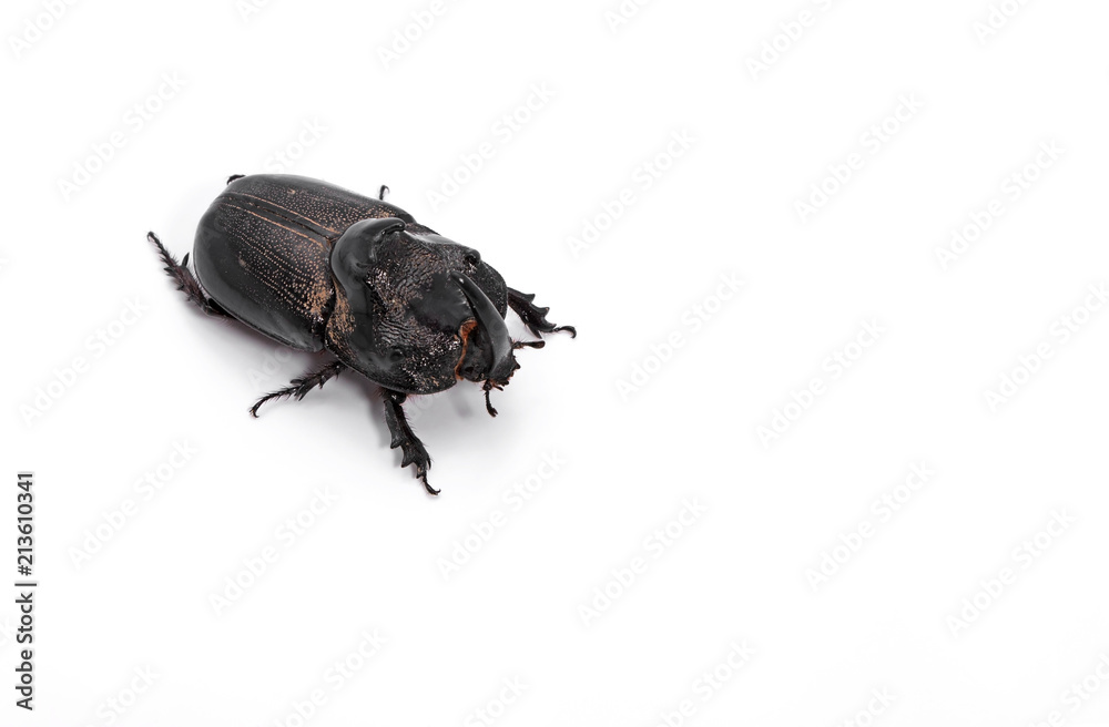 Rhinoceros Beetle Isolated on White Background with Space Rhinoceros Beetle Isolated on White Background with Space
