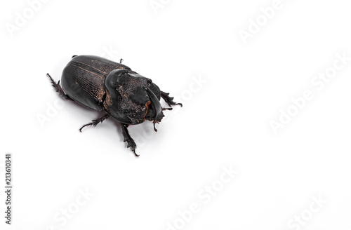 Rhinoceros Beetle Isolated on White Background with Space