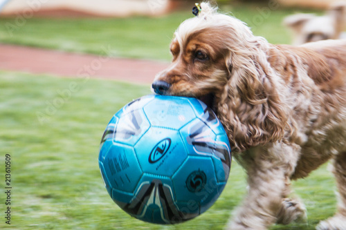 Cachorro segurando bola azul photo