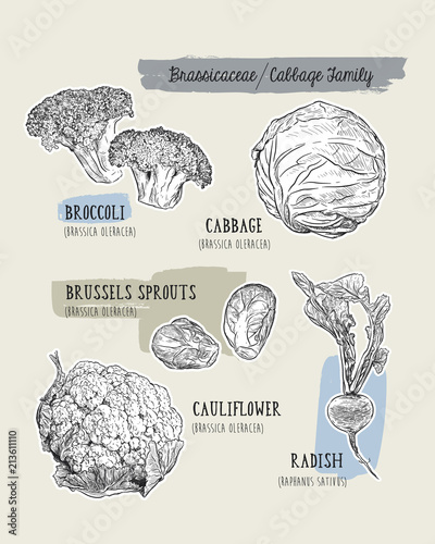 Various cabbage set.  cabbage, broccoli, Brussels sprouts, cauliflower, radish.